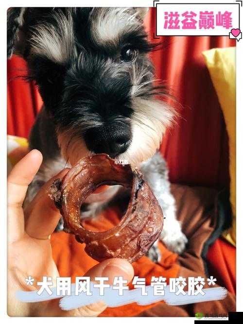 人狗胶配方大全:滋补养生的独特选择