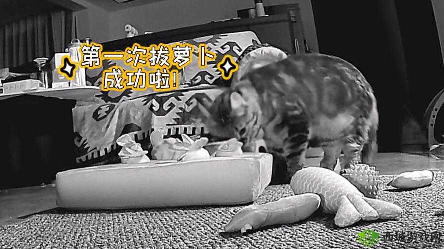 二人世界拔萝卜最新版本更新内容:新增趣味玩法和惊喜体验