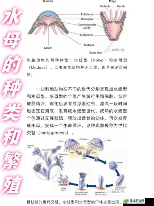 触手乳孔扩张产卵现象解析:揭秘海洋生物独特的繁殖方式及其生态意义